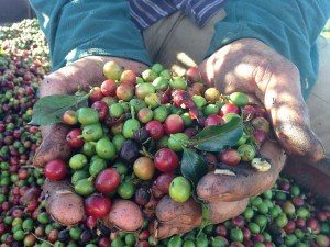 hand picked coffee beans