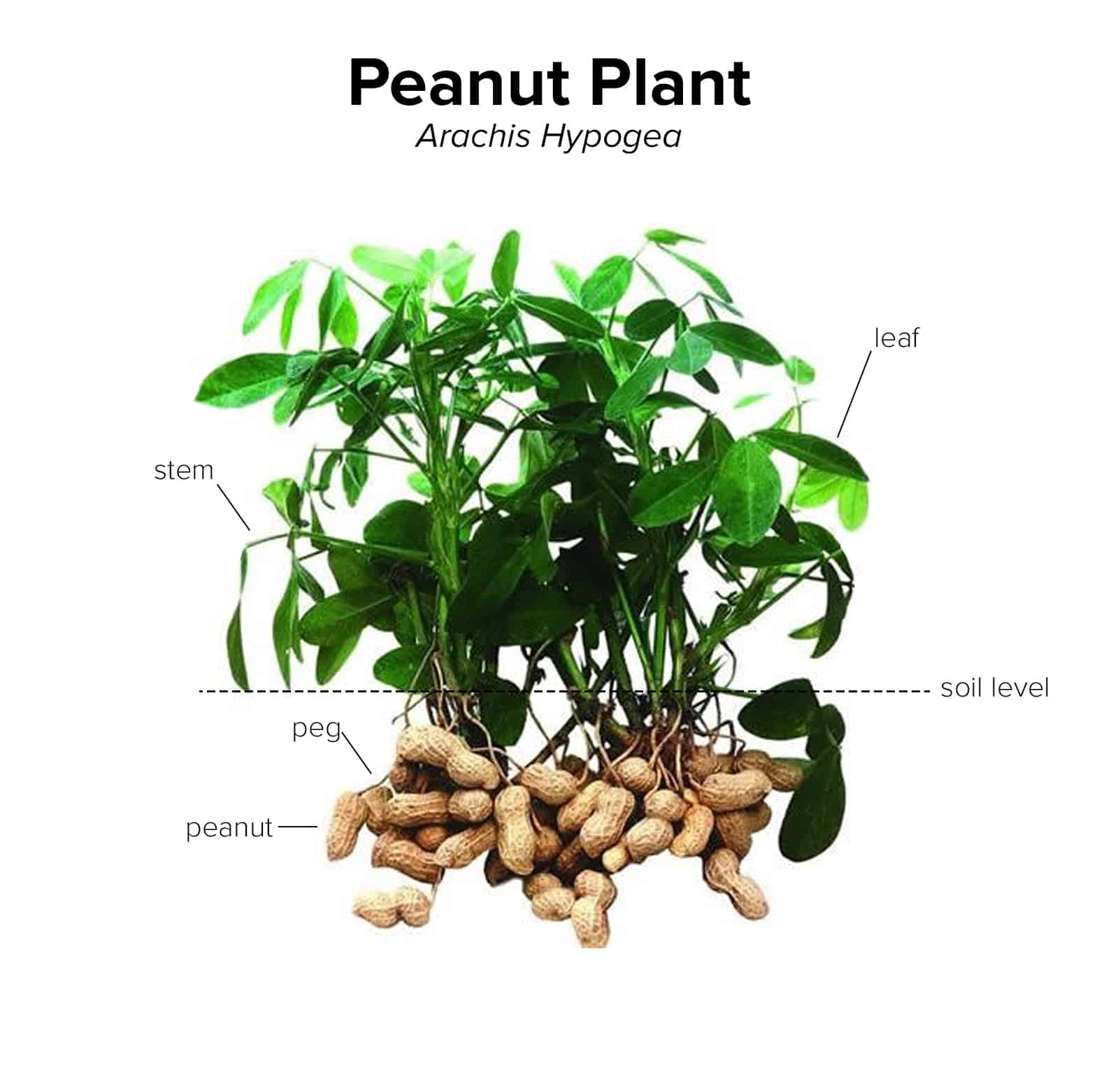 Peanut Plant Diagram
